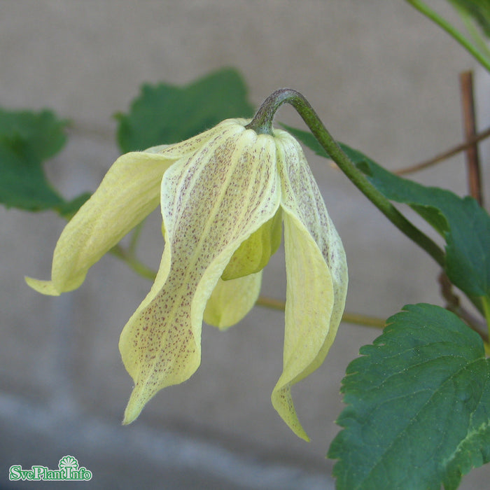Clematis (Atr.) 'Pointy' A-kval C2