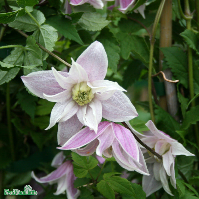 Clematis (Atr.) 'Propertius' A-kval C2