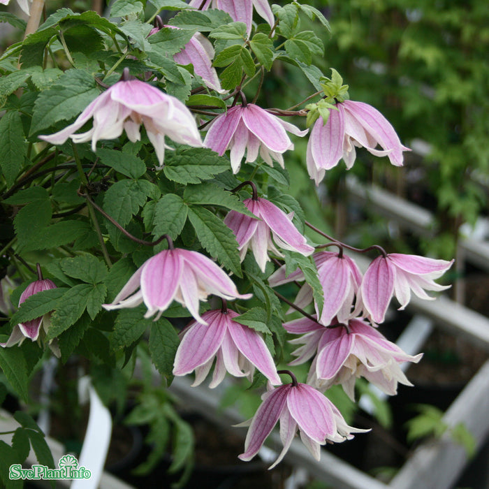 Clematis (Atr.) 'Propertius' A-kval C2