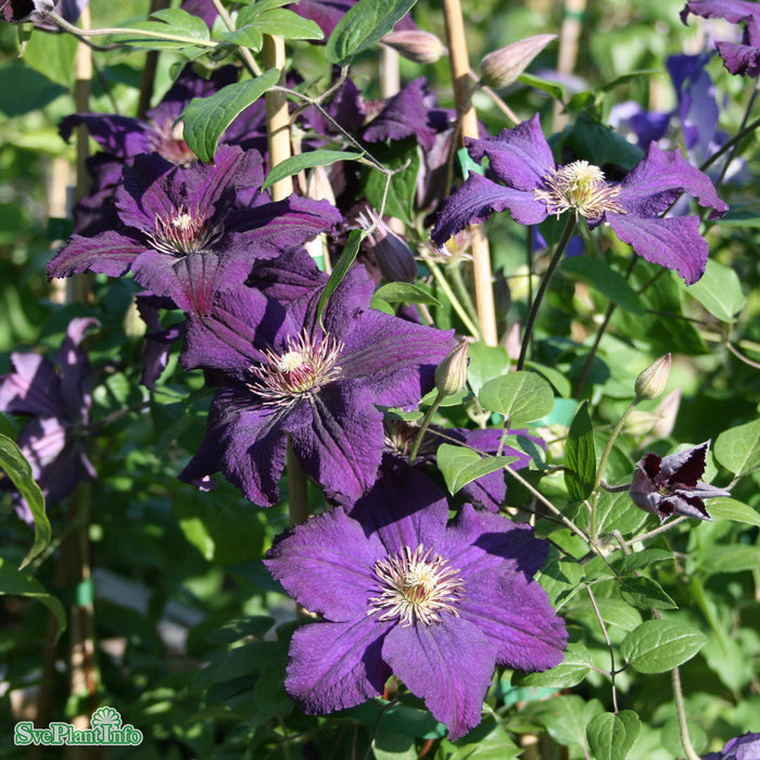 Clematis 'Rasputin' C2