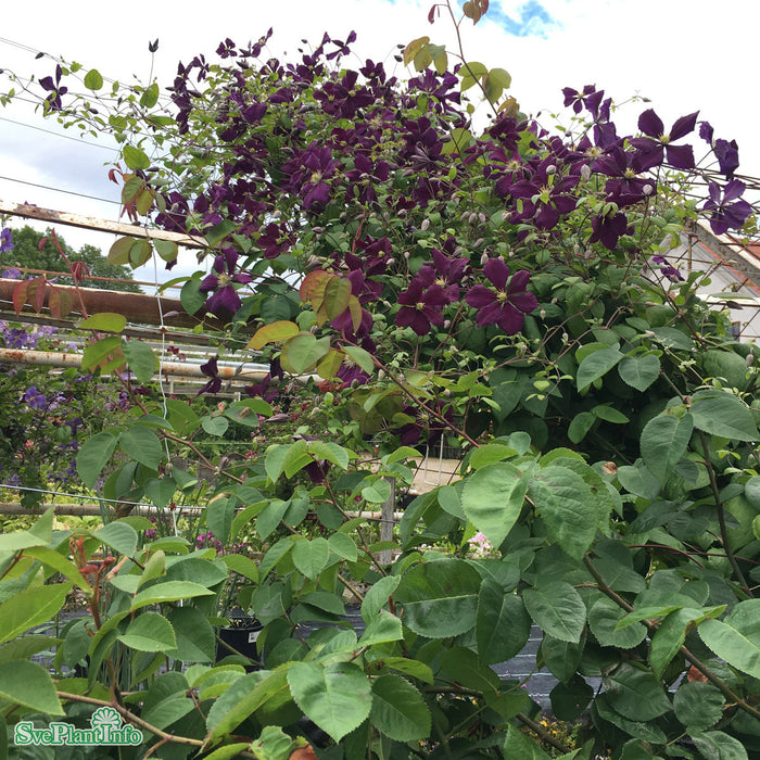 Clematis (SS) Romantika A-kval C2