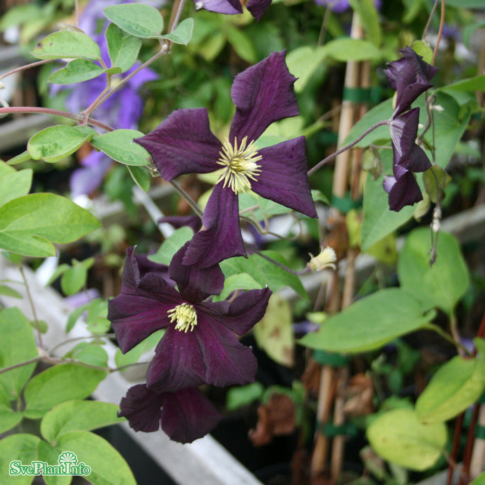 Clematis (SS) Romantika A-kval C2