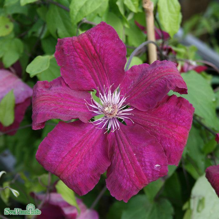 Clematis 'Rouge Cardinal' C2