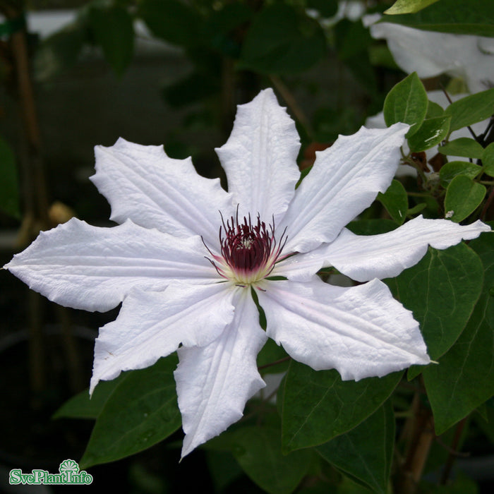Clematis Snow Queen () Clematis Snow Queen