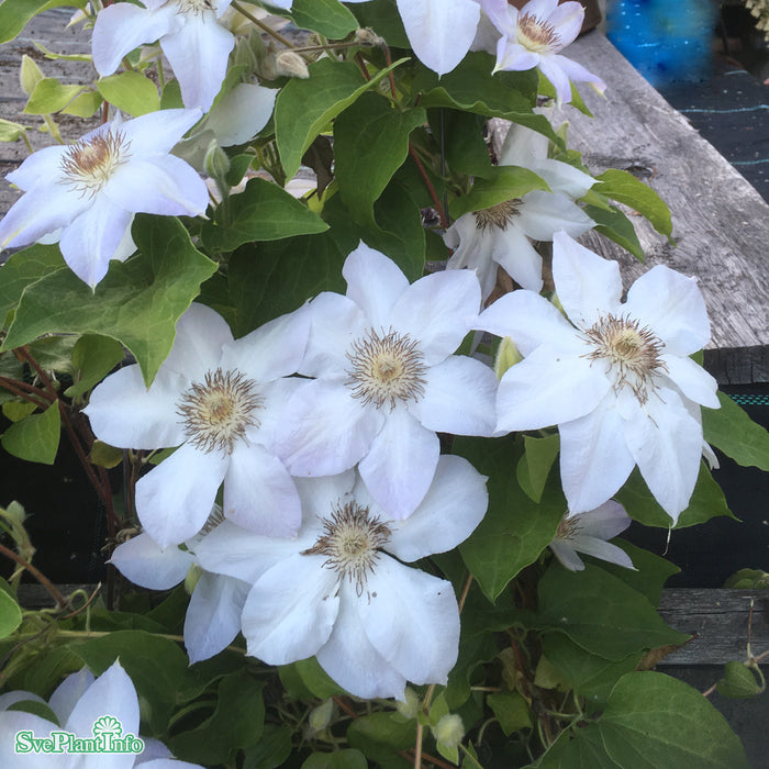 Clematis 'Valge Daam' C2