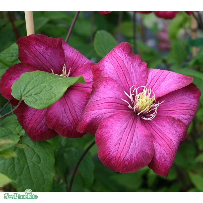 Clematis 'Ville de Lyon' C2