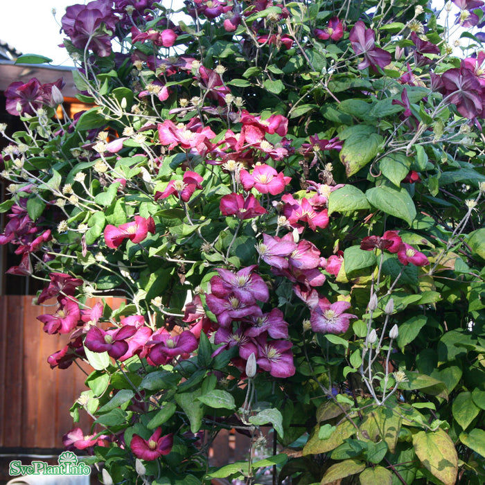 Clematis 'Ville de Lyon' C2