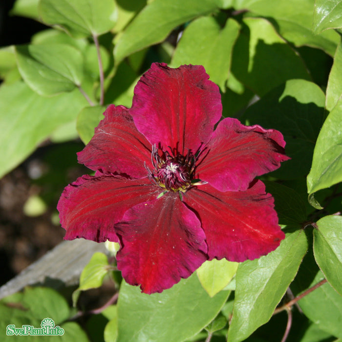 Clematis (TS) 'Westerplatte' A-kval C2