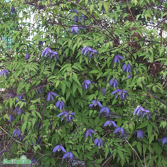 Clematis macropetala A-kval C2