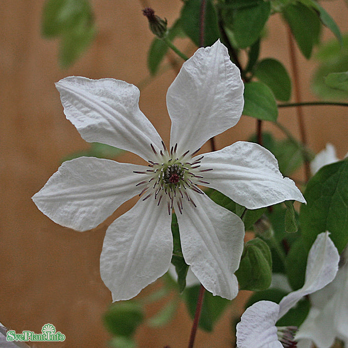 Clematis 'Forever Friends' C2 80-100cm