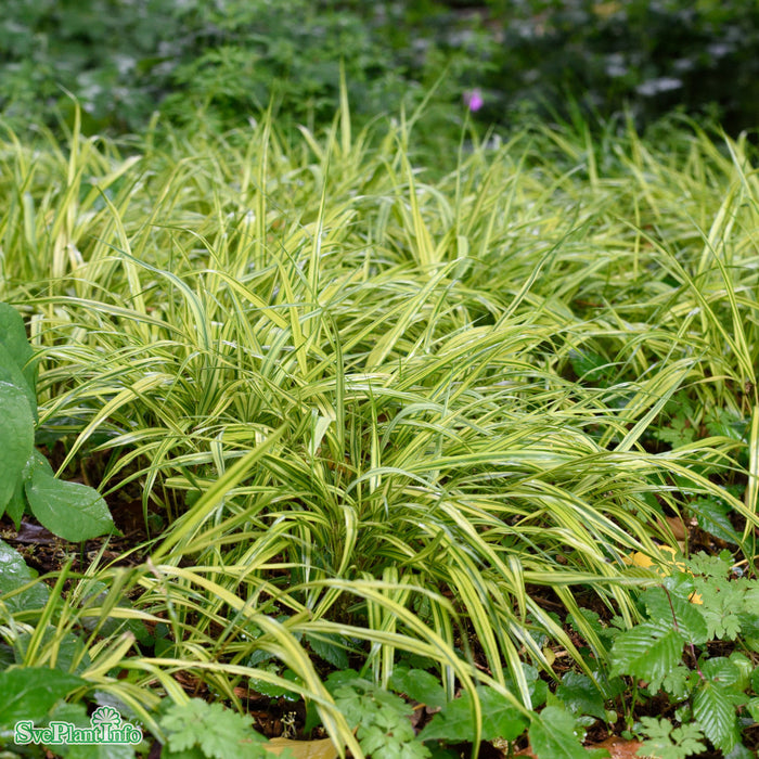 Hakonechloa macra 'Aureola' A-kval