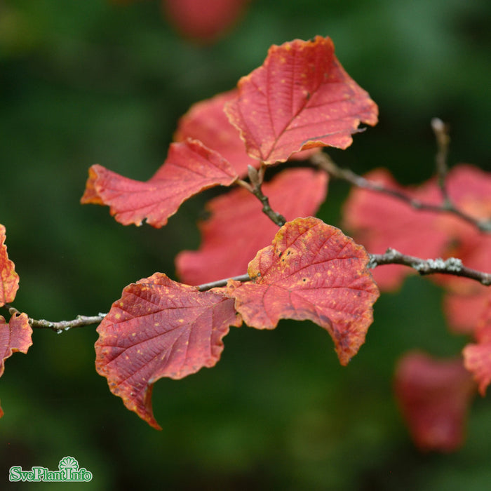 Hamamelis x intermedia 'Diane' Solitär C20 100-125cm