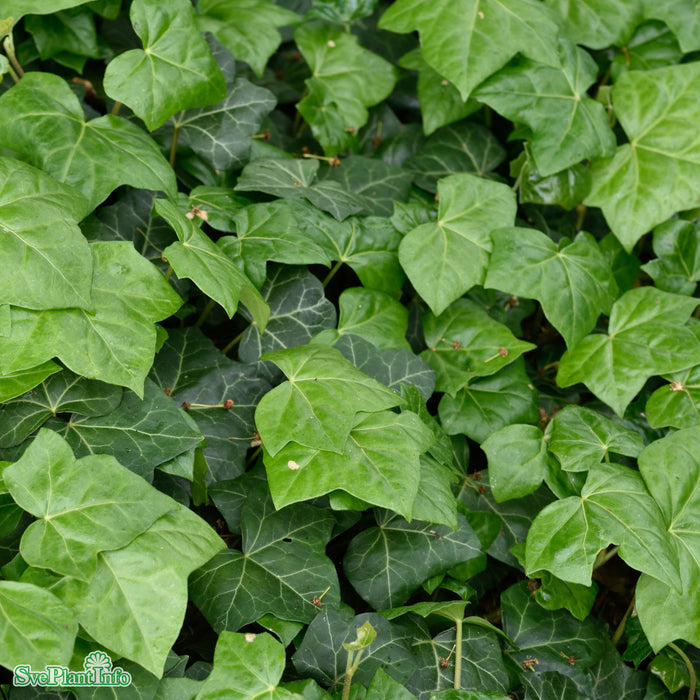 Hedera helix 'Huldra'