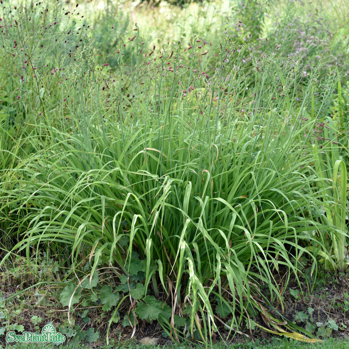 Hemerocallis citrina A-kval