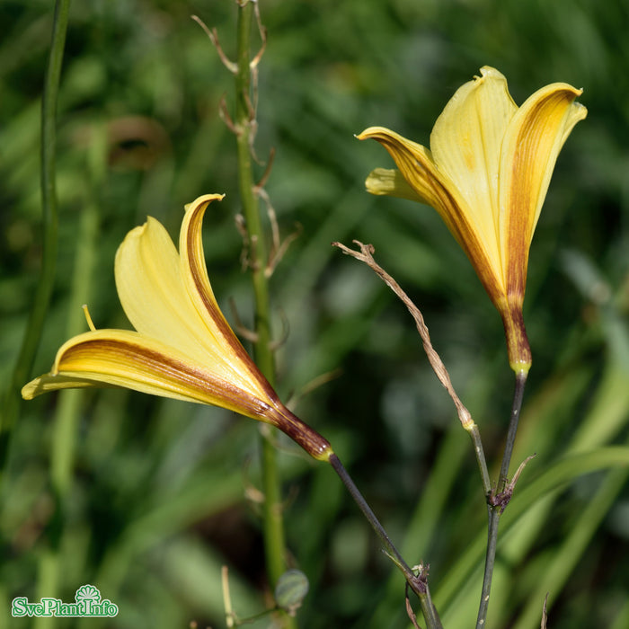 Hemerocallis lilioasphodelus A-kval