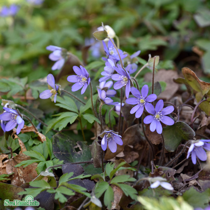 Hepatica nobilis A-kval