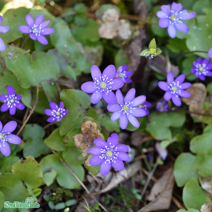 Hepatica nobilis A-kval