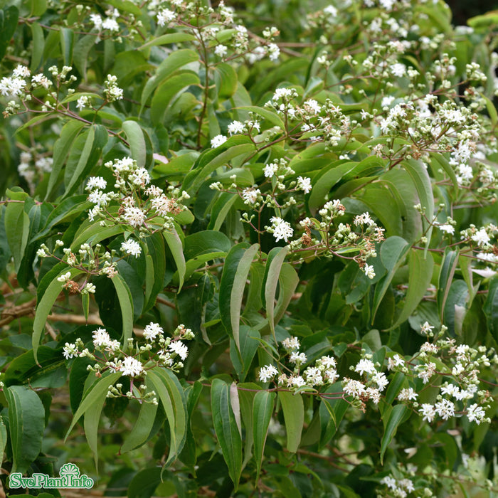 Heptacodium miconioides Solitär C180 175-200cm