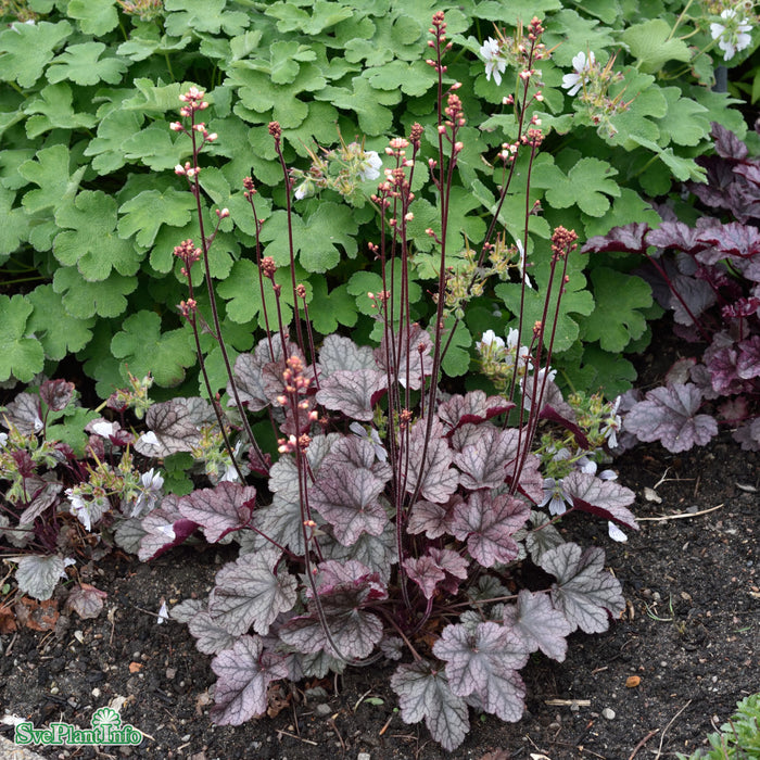 Heuchera 'Silver Scrolls' A-kval