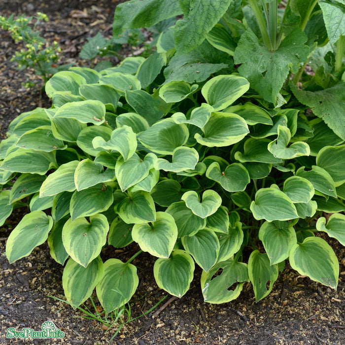 Hosta 'Golden Tiara' A-kval