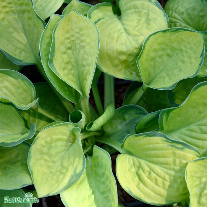 Hosta 'Rainforest Sunrise' A-kval