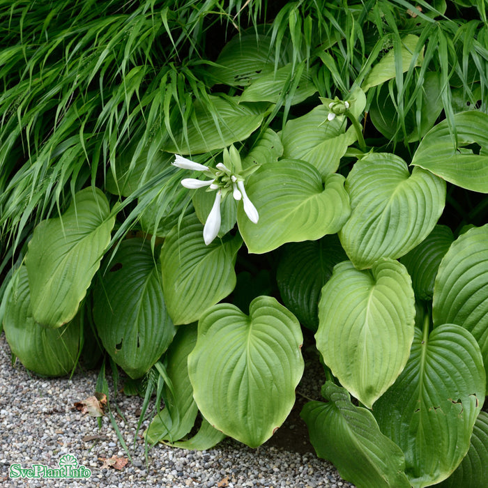 Hosta 'Royal Standard' A-kval