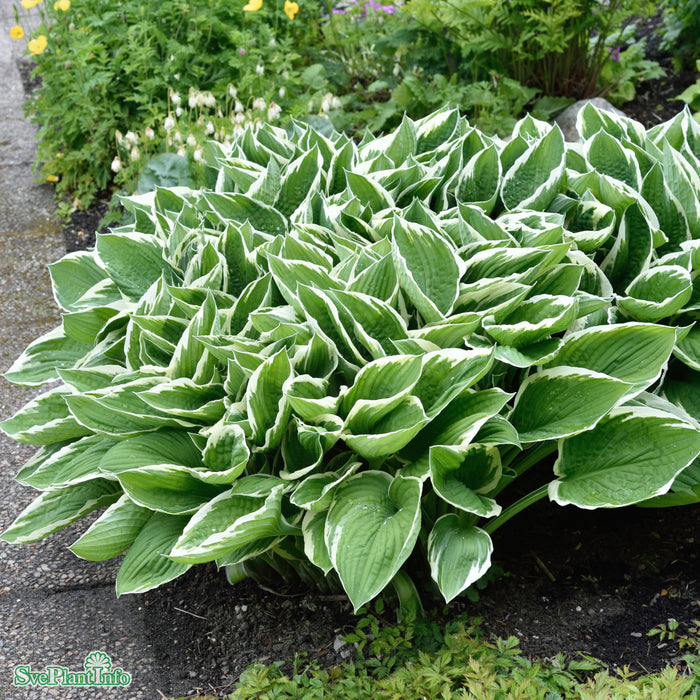 Hosta 'Francee' A-kval C2,8