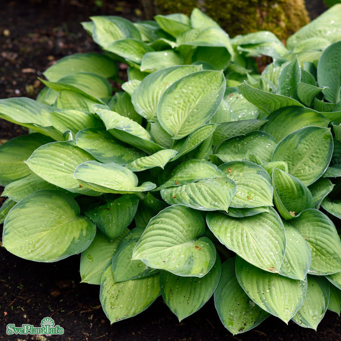 Hosta (Fortunei-Gruppen) 'Gold Standard' A-kval