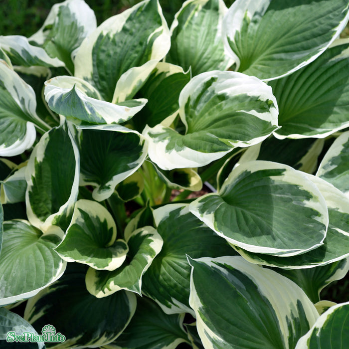 Hosta 'Minuteman' A-kval C2,8