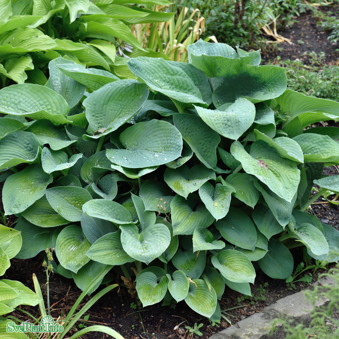 Hosta sieboldiana 'Great Expectations' A-kval