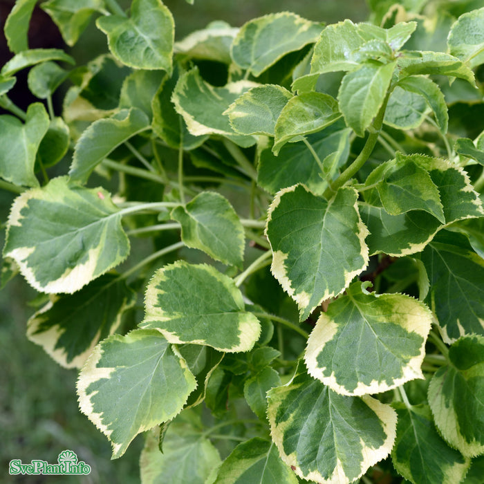 Hydrangea petiolaris 'Miranda' 40-50 cm C2