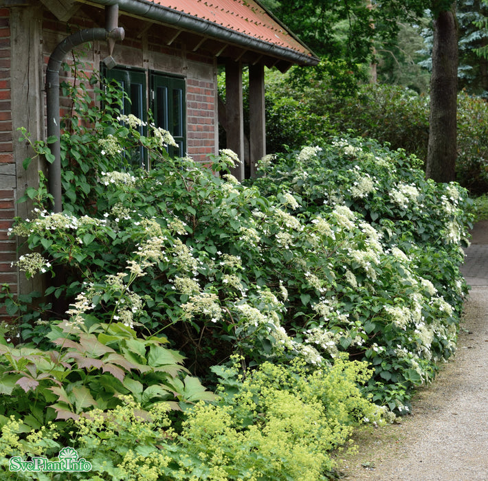 Hydrangea anomala ssp. petiolaris A-kval C2