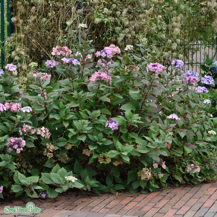 Hydrangea macrophylla 'Twist-N-Shout' Busk C5