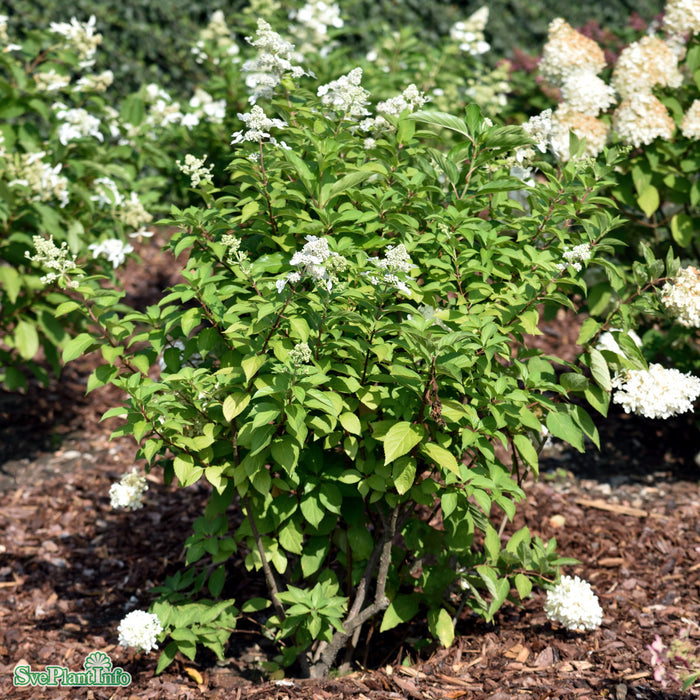 Hydrangea paniculata 'Grandiflora' Solitär C20 125-150cm