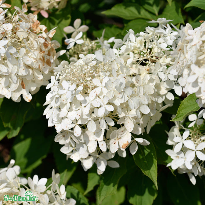 Hydrangea paniculata 'Phantom' Stam 100cm C10