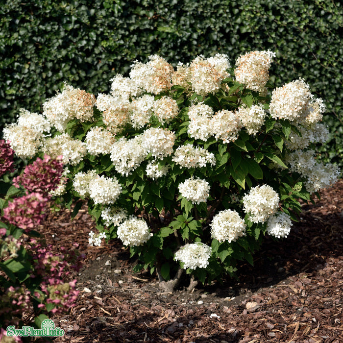 Hydrangea paniculata 'Phantom' C7,5