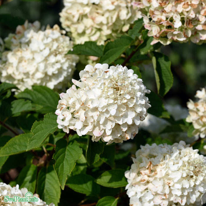 Hydrangea paniculata 'Silver Dollar' C7,5 90cm