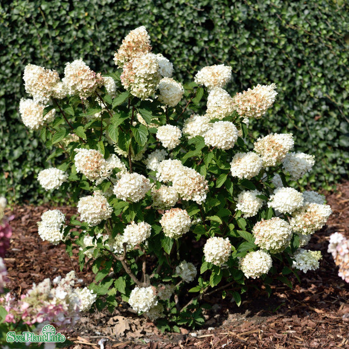 Hydrangea paniculata 'Silver Dollar' C7,5 90cm
