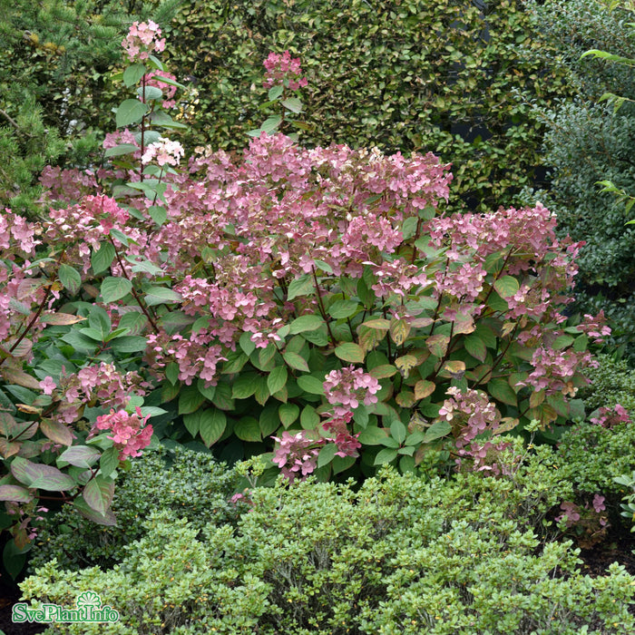 Hydrangea paniculata 'Early 'Sensation' Busk C20
