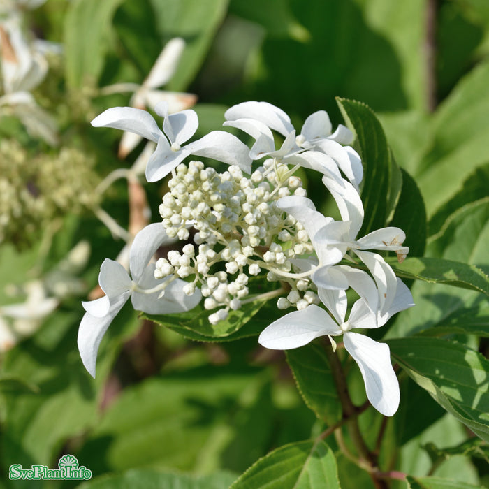 Hydrangea paniculata 'Great Star' Busk C5