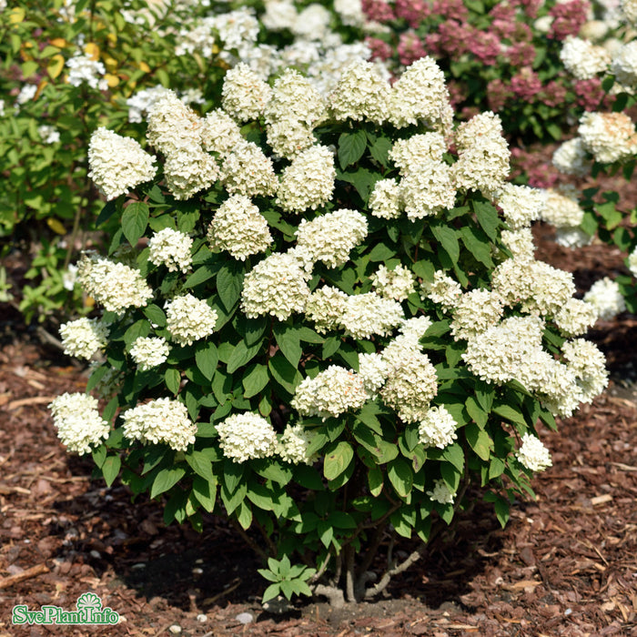Hydrangea paniculata 'Magical Candle' Busk C6