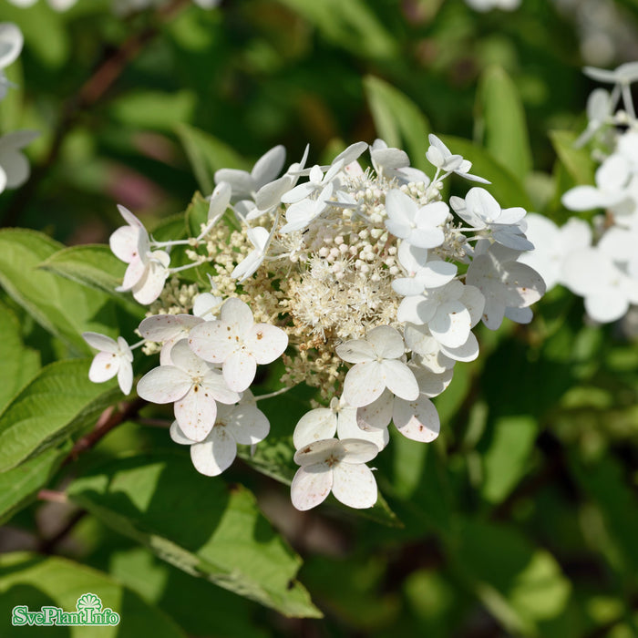 Hydrangea paniculata 'Magical Fire' Stam 50cm C3