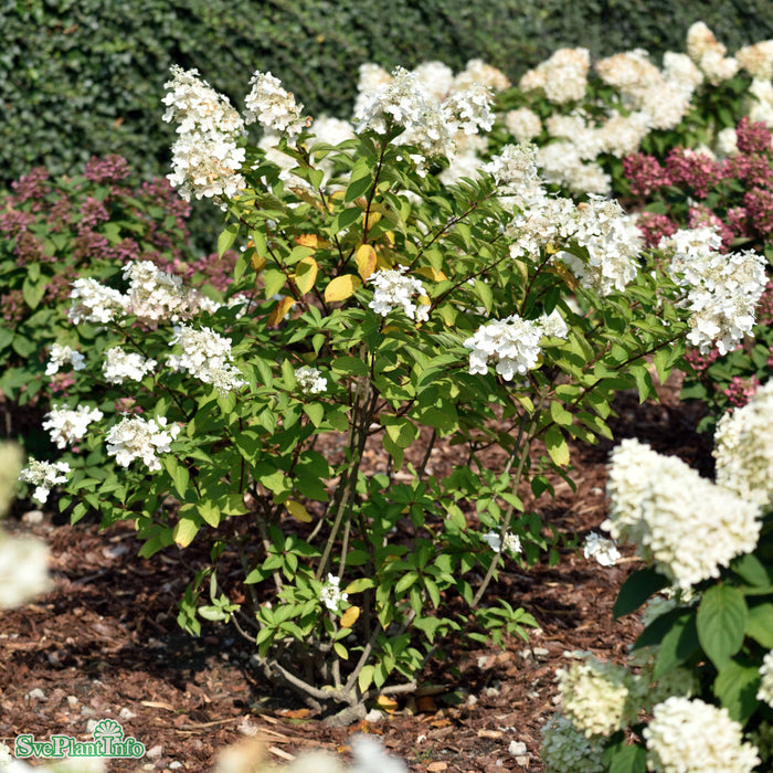 Hydrangea paniculata 'Magical Fire' Busk C3 40-50cm