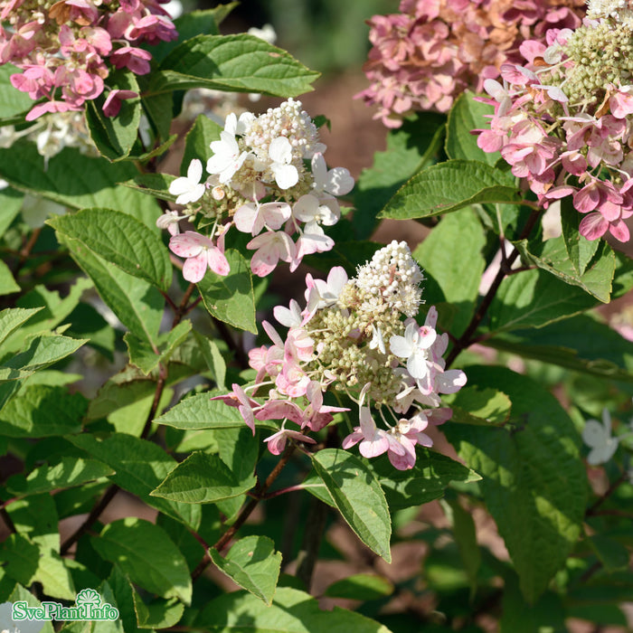 Hydrangea paniculata 'Pinky Winky' C6
