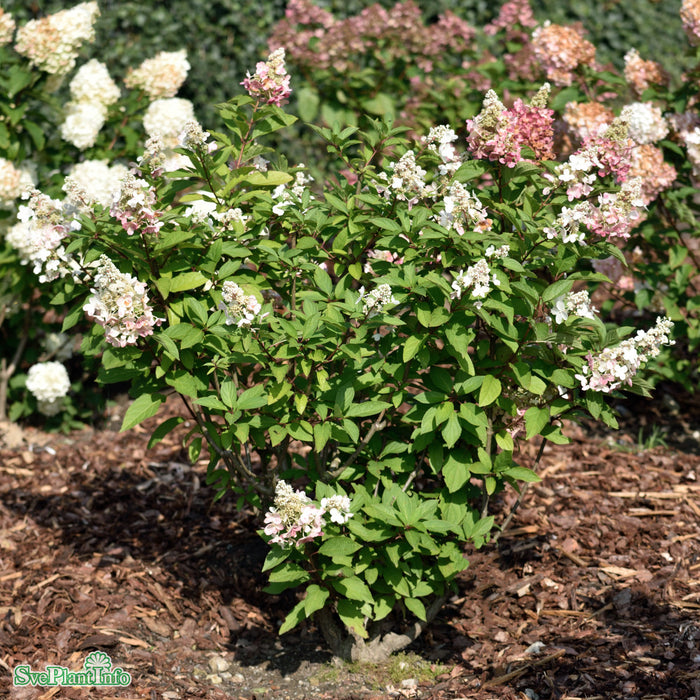 Hydrangea paniculata 'Pinky Winky' C6