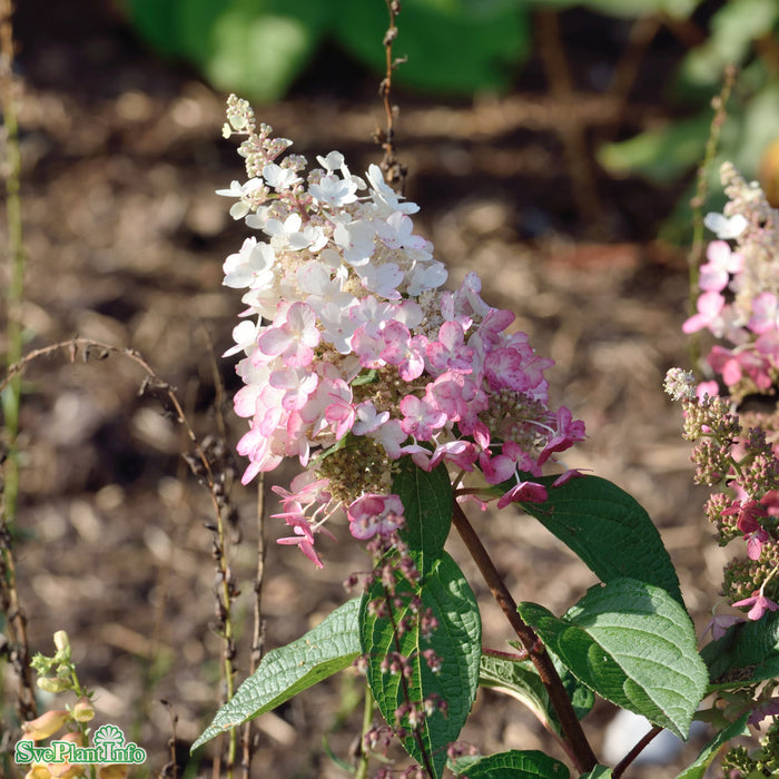 Hydrangea paniculata 'Pinky Winky' Busk C5