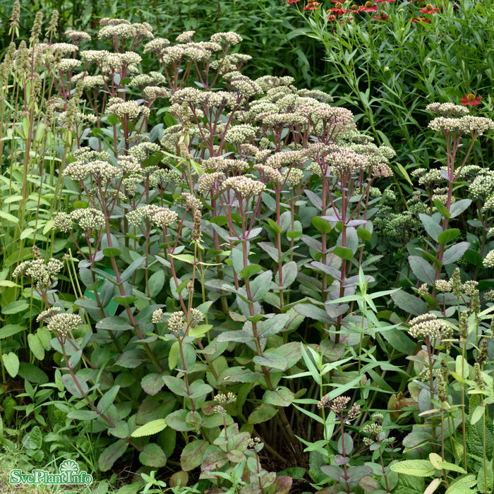 Hylotelephium 'Matrona' A-kval