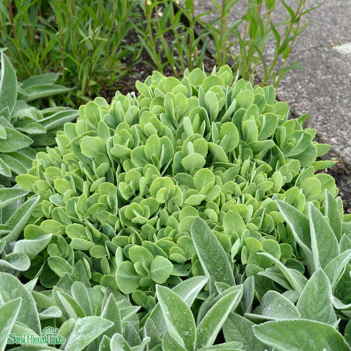 Hylotelephium spectabile 'Stardust' A-kval