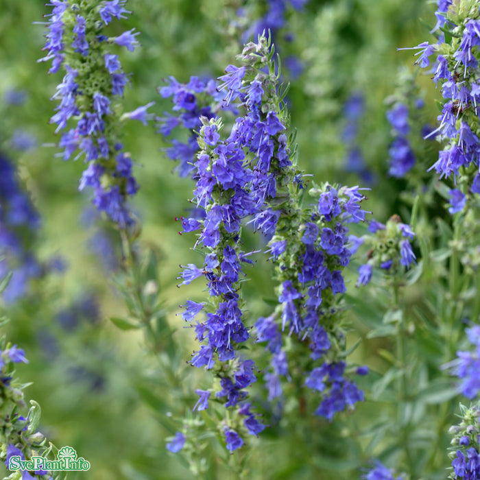Hyssopus officinalis A-kval