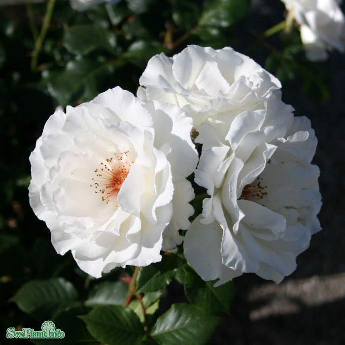 Rosa 'Margaret Merril' A kval C4